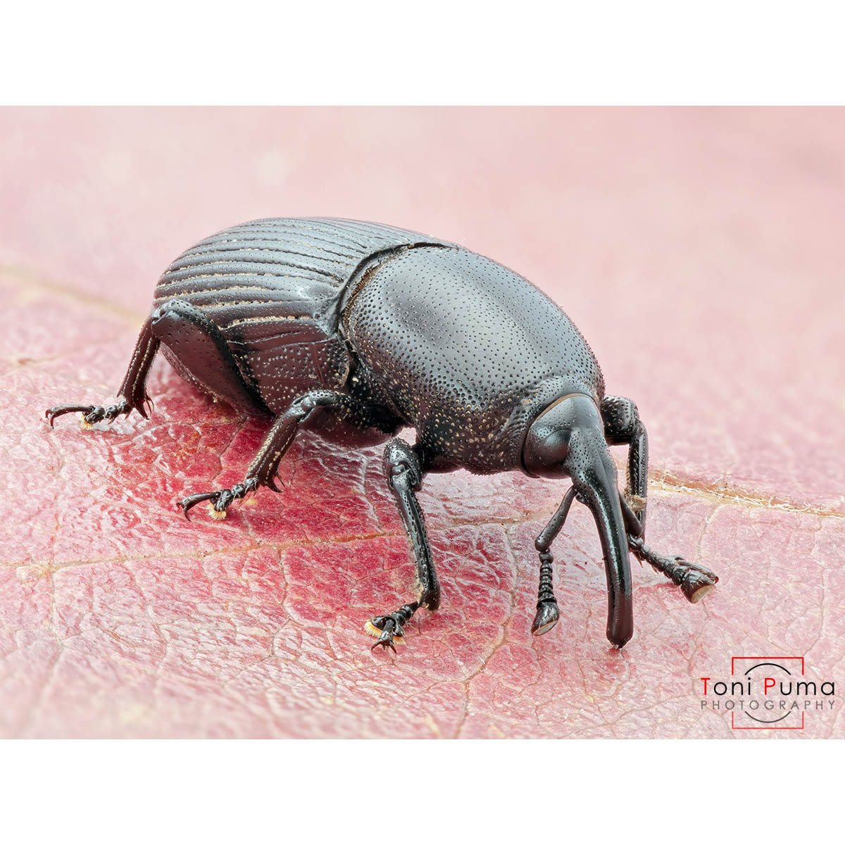 Dryophthoridae: Sphenophorus sp.
